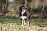 BERGER AUSTRALIEN PUPPIES 665